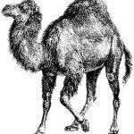 perl_logo